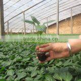 New Coming Hot Sale 353 Rice Seeding Tray for Planting thumbnail-5