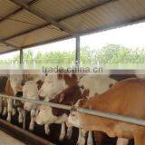 250mm PE Film Covered Single-Span Greenhouse For Cow/Pig Growing thumbnail-4