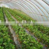 Tunnel Greenhouse Film Cover Low Cost Agricultural Farm Steel Frame Comercial Green House Single Span thumbnail-3