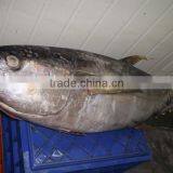 Frozen Thunnus Albacares thumbnail-2