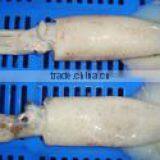 Squid Fish thumbnail-1