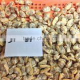 New Season High Quality Frozen Baby Clams Without Shell thumbnail-3