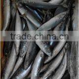 Frozen W/R Pacific Mackerel Good-quality Fresh Fish Seafood thumbnail-4