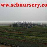 Zelkova 3pcs Bonsai thumbnail-2