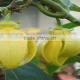 Ylang Ylang Oil thumbnail-3