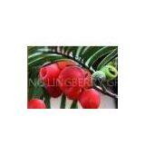 Lingonberry Powder thumbnail-1