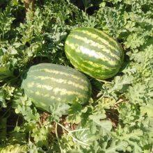 High Disease Resistance Oval Shape Hybrid Watermelon Seeds for Growing thumbnail-3