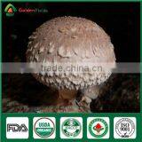 Tissue Cultures of Mushroom Spawn Growing Sawdust Bag Log thumbnail-1