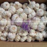 First Grade White Skin Garlic