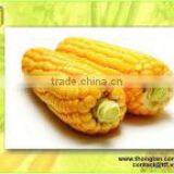 Sweet Corn in Can 30 Oz thumbnail-1