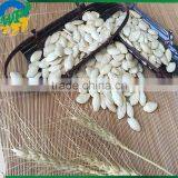 New Crop Pumpkin Seed and Kernels& Snow White Pumpkin Seeds & Shine Skin Pumpkin Seeds thumbnail-3