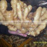 2010 New Crop Fresh Ginger thumbnail-1
