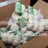 2011 fresh normal garlic market price