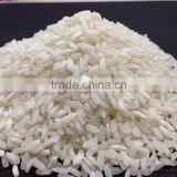 Fresh IR 8 Short Grain Raw Rice