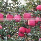 88# Fresh Fuji Apple thumbnail-1