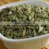 Fennel Ground thumbnail-1