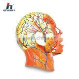 Half Head With Musulature Blood Vessels Nerves