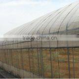 Virgin Material Greenhouse Film for Flower Clear Film uv Protection Greenhouse Plastic Film thumbnail-1