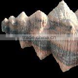 Large Marble Trumpet Shell, Garden Sea Shell Sculpture thumbnail-3