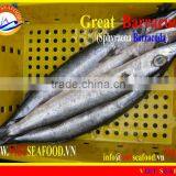 FROZEN BARRACUDA FISH WHOLE ROUND thumbnail-6