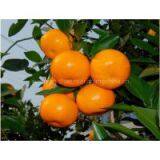 Supply of Citrus thumbnail-3