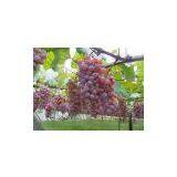 Red Grape Juice Concentrate With High Quality