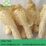 Wild Growing Mushroom Bamboo Fungus Tasty Dictyophora thumbnail-2