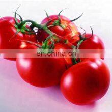 Small Scale Tomato Paste Processing Plant