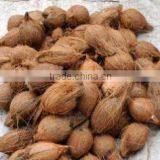 Coconuts for Sale thumbnail-1