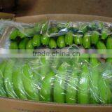 Cavandish Banana thumbnail-2