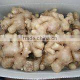 Air-dried Fresh Ginger thumbnail-1