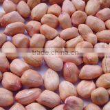 Chinese Peanut Kernels Haihua Type thumbnail-1