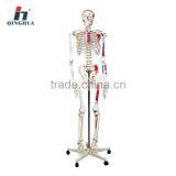 Model of Human Skeleton 170cm thumbnail-1