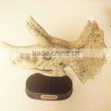 New Product Custom Dinosaur Triceratops Skull Resin 3D Animal Head Decoration thumbnail-2