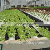 Single-span Hydroponic System PC Sheet Greenhouse thumbnail-2