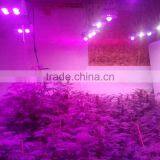 VANQ High Power 300w LED Lighting for Growing Medical Plants,lights for Greenhouse thumbnail-4