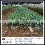 Gardening Use Non Woven Fabric thumbnail-4