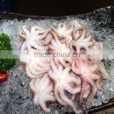 Frozen Baby Octopus Beaks Out Eyes Off thumbnail-1