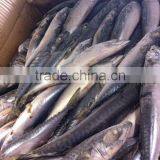 FROZEN BONITO WHOLE ROUND thumbnail-1