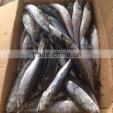 MACKEREL PIKE MACKEREL SEA FROZEN FISH , PACIFIC MACKEREL thumbnail-4