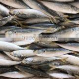 Whole Round Seafood Fresh Sea Frozen Jack Mackerel thumbnail-2