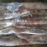 Best Selling Frozen Argentina Squid (Squid Tubes ) thumbnail-1