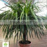 Dracaena Draco thumbnail-1