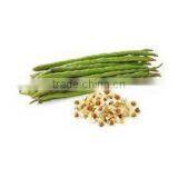 Moringa Seeds From India thumbnail-2