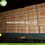 New Arrival Factory Supply Dried Goji Berry thumbnail-5