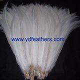 Silver Pheasant Tail Feather