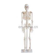 Factory Price 85CM Cheap Plastic Human Skeleton Made In China for Sale