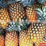 Canned Pineapple in Light Syrup thumbnail-2
