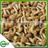 High Quality 2015 Best Selling High Quality Low Price Frozen Nameko