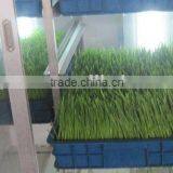 Hydroponics Animal Fodder Machine Animal Fodder Making Machine , Bean Sprout Machine , Barley Sprout Machine thumbnail-4